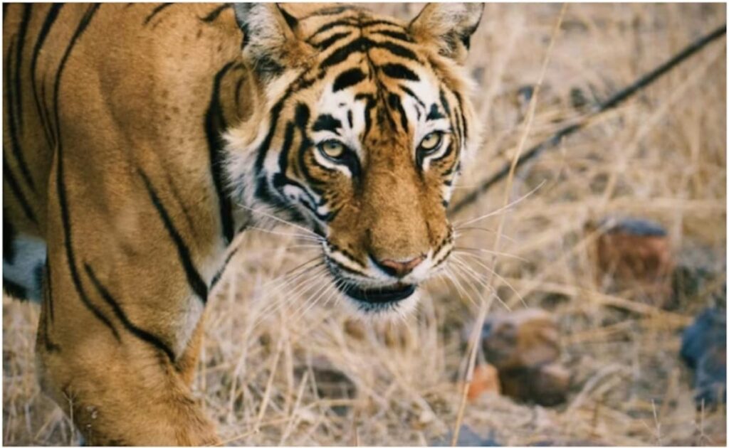 Woman Killed, Dragged 100 Metres By Tiger In Karnataka