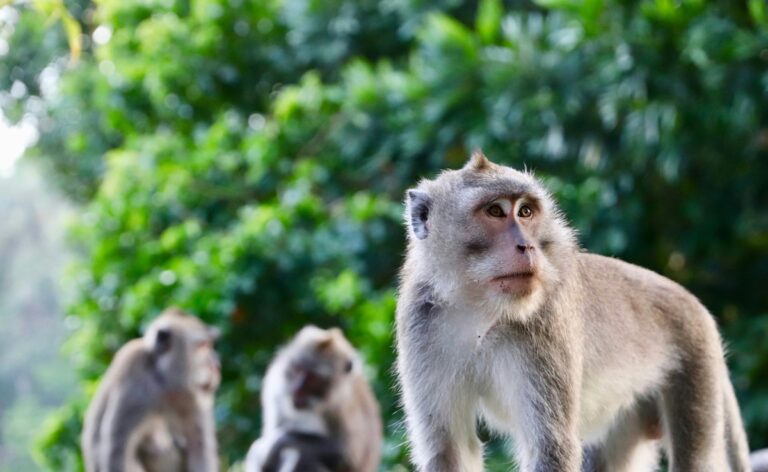 Monkey Snatches Man's Bag With Rs 20 Lakh Jewellery In UP, Cops Get It Back