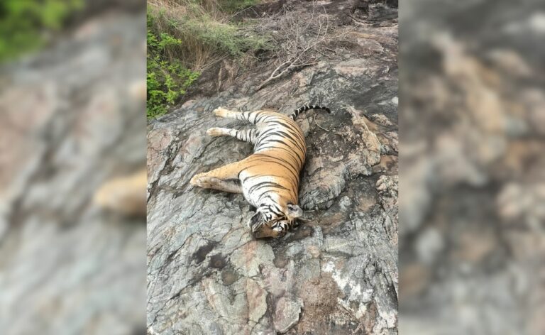 Tigress, 4 Cubs Die After Consuming Poisoned Cow, Hunt For Owner On