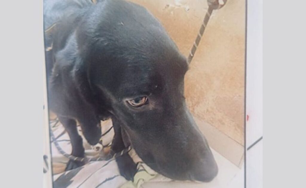 Woman Kills Pet Dog In 'Tantric' Ritual, Decomposed Body Found At Bengaluru Home