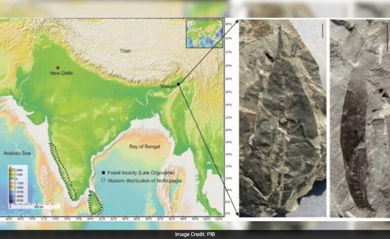 24-Million-Year-Old Fossil Unearthed In Assam Reveals Stunning Link To Western Ghats