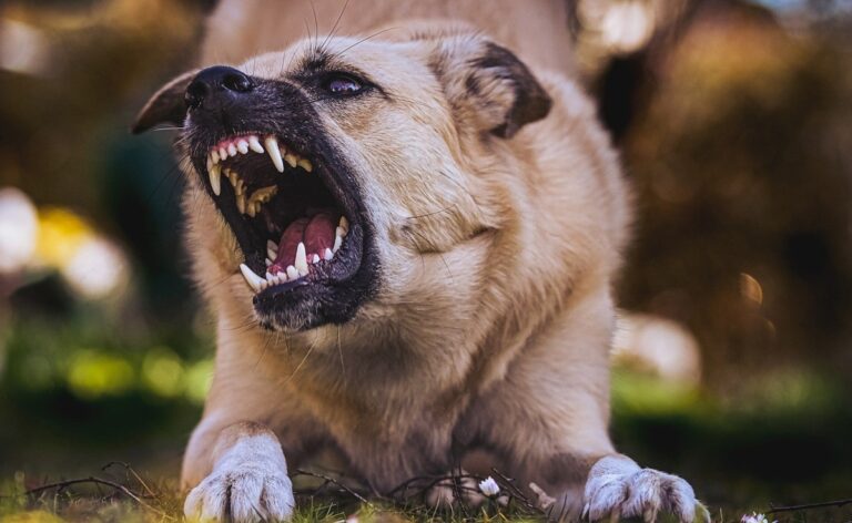 Kerala Boy, 5, Bitten By Stray Dog Last Month, Dies Despite Being Vaccinated