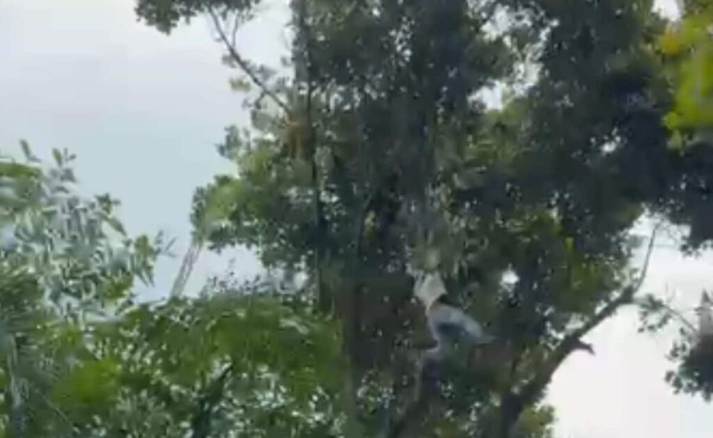 Video: Drunk Man Climbs Tree To Pluck Jackfruit In Bengaluru, Falls 50 Feet