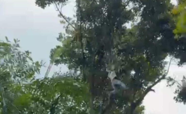 Video: Drunk Man Climbs Tree To Pluck Jackfruit In Bengaluru, Falls 50 Feet