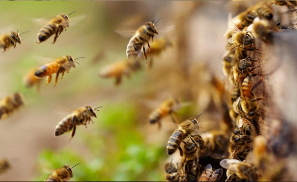 Can A Bee Sting Cause Heart Attack? What Doctor Said
