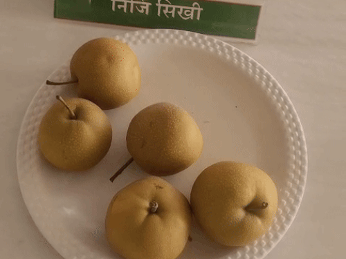 इजराइली नाशपाती से 'डॉलर' कमा रहा किसान:कुरुक्षेत्र में मंत्री ने चखा स्वाद; डायबिटीज-डेंगू-मलेरिया में फायदेमंद, विदेश में भाव 600 रुपए किलो