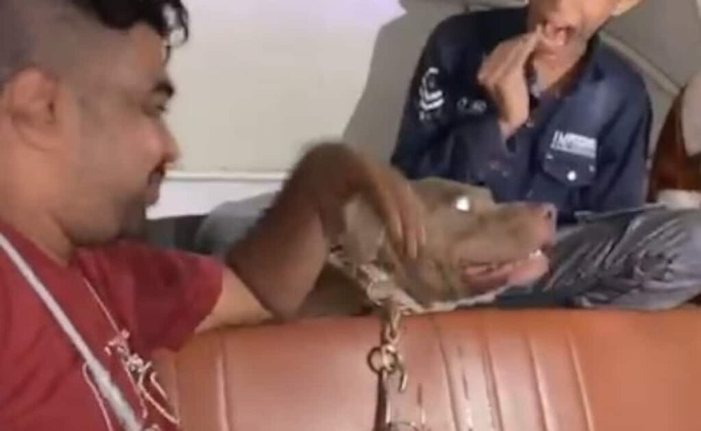 "I Was Very Scared": Minor Victim Of Deliberate Dog Bite Case In Mumbai