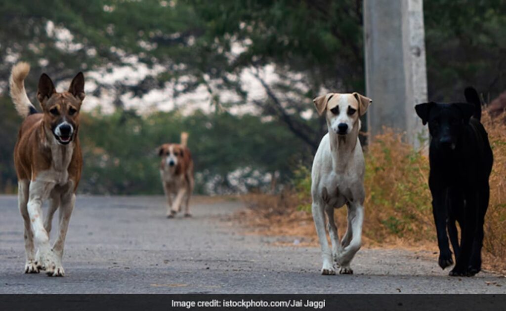 Stray Dog Bites 3 Women In College Campus Near Chennai