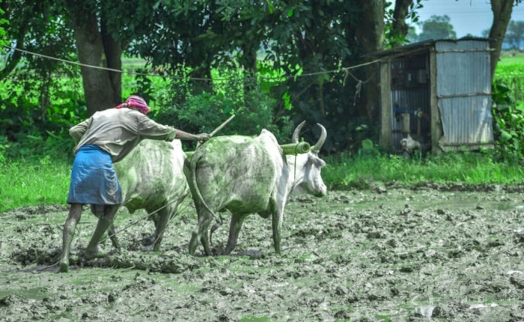 Maharashtra To Blacklist Farmers Using Fake Crop Insurance Claims: Report