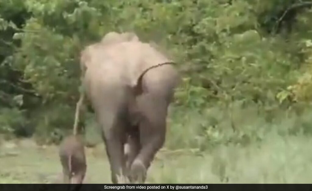 Forest Rangers Feared Elephant Won't Accept Separated Calf. They Did This