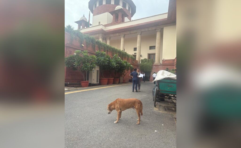 Day After Stray Dogs Order, Ban On Leftover Food In Supreme Court