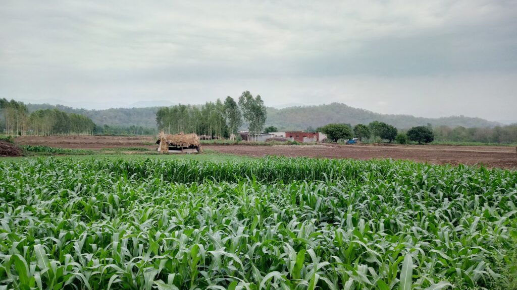 Opinion: Opinion | Seeds Of Sabotage: The 'Agro-Terrorism' Threat India Can't Ignore