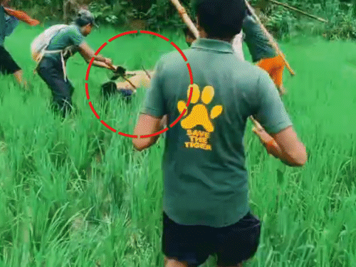 टाइगर के मुंह से वनकर्मी को छीन लाए, VIDEO:6 लोगों ने लाठी-डंडे से पीटकर बाघ से अलग किया; किसान को खा गया