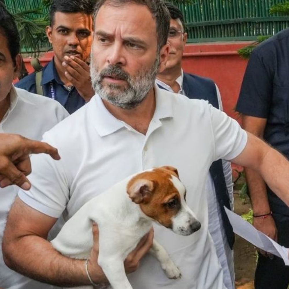 राहुल बोले- बेजुबान पशु कोई समस्या नहीं, उन्हें हटाना क्रूरता:सुप्रीम कोर्ट ने कहा था- 8 हफ्तों में दिल्ली-NCR के आवारा कुत्तों को शेल्टर होम भेजें