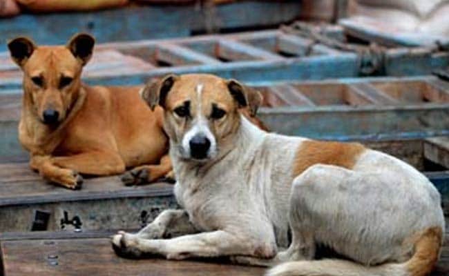 Supreme Court Wants Stray Dogs Off Delhi Roads. But Where Are The Shelters