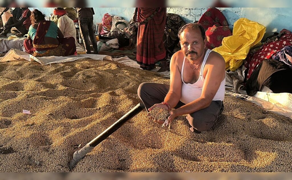 'Nothing In Pods': Crops Hit, Madhya Pradesh's Soybean Farmers Face Uncertain Future