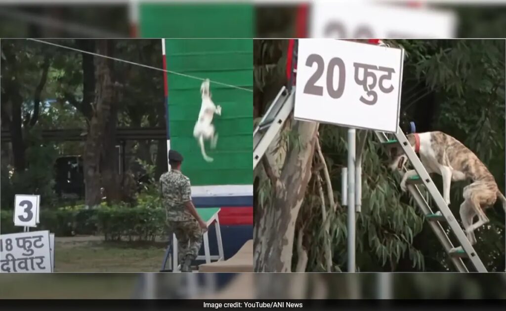 Watch: BSF's Dogs Leap 18 Feet High Wall, Climb 20-Foot Ladder