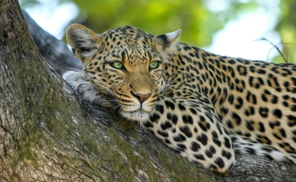 5-Year-Old Boy Mauled To Death By Leopard In Maharashtra
