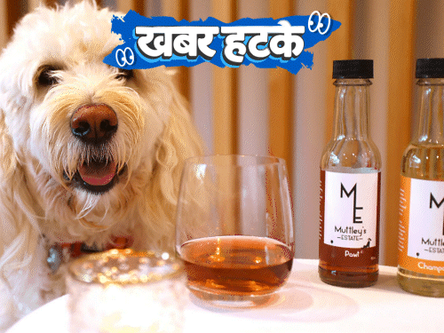खबर हटके-कुत्तों के लिए बनी स्पेशल शराब, पीकर काटेंगे नहीं:नाक-मुंह के अलावा प्राइवेट पार्ट से भी सांस ले सकेंगे; देखिए 5 रोचक खबरें