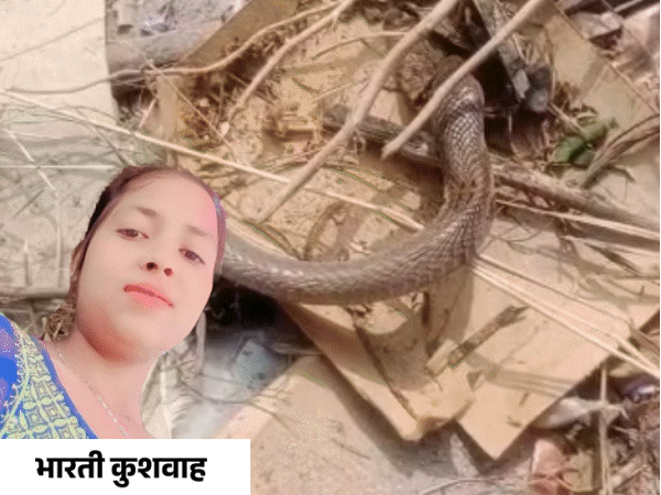 तीन टुकड़ों में कटा सांप, फिर भी युवती को डंसा:मुरैना में मशीन से चारा काट रही थी, परिजन ने पहले झाड़फूंक कराया; नहीं बची जान
