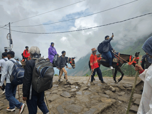 केदारनाथ में घोड़ा-खच्चरों से 91 करोड़ का कारोबार:प्रशासन को 4.71 करोड़ राजस्व मिला, 3 लाख से ज्यादा यात्रियों ने ली सेवा