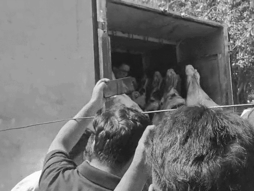 नैनीताल में जानवरों की मीट से भरे दो पिकअप पकड़े:हिंदूवादी संगठन बोले- पुलिस और वन विभाग ने पैसे लिए, हमारे पास स्क्रीनशॉट, बरेली से आई गाड़ी