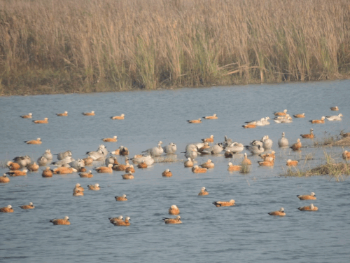 देहरादून पहुंचे 2000 से ज्यादा विदेशी पक्षी:आसन वेटलैंड में दिखे रंग-बिरंगे मेहमान, मिडिल ईस्ट और रूस से आई प्रजातियां