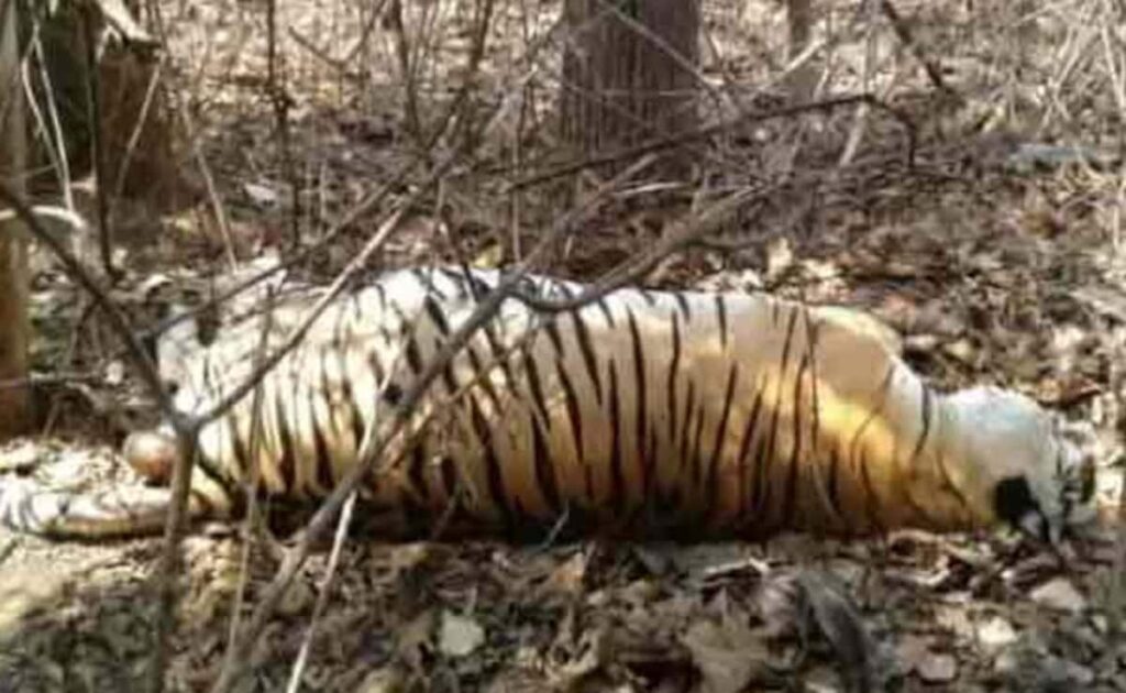 Madhya Pradesh's Kanha Tiger Reserve Loses 1 Tiger, 2 Female Cubs In 24 Hours