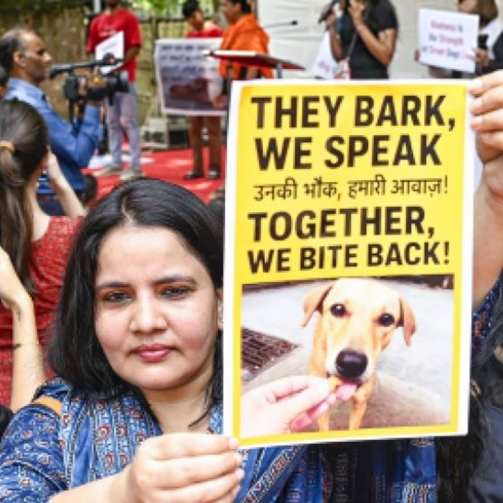 स्ट्रीट डॉग केस, सुप्रीम कोर्ट बोला-देश की छवि खराब हुई:बंगाल-तेलंगाना को छोड़कर सभी राज्यों के मुख्य सचिवों को तलब किया; अगली सुनवाई 3 नवंबर को