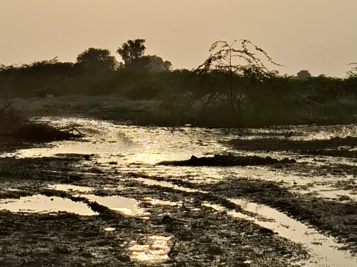 पाकिस्तान के जहरीले पानी से राजस्थान की फसलें बर्बाद:बॉर्डर पर 12 हजार बीघा खेत बंजर होने की कगार पर, घर की दीवारों में दरारें पड़ीं