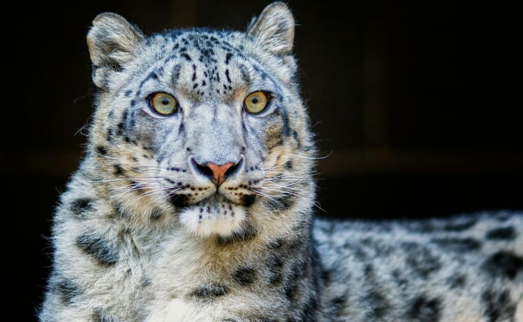 Himachal Pradesh Now Home To 83 Snow Leopards, Count Up By 62% In 4 Years