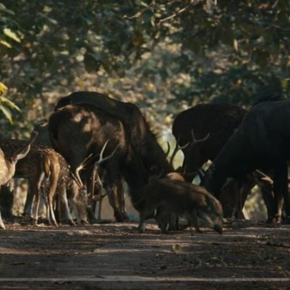 वनतारा डॉक्यूमेंट्री सीरीज की जियोहॉटस्टार पर स्ट्रीमिंग:पशुओं के बचाव और संरक्षण पर आधारित सीरीज हो रही लोकप्रिय, हर दिन बढ़ रहे दर्शक