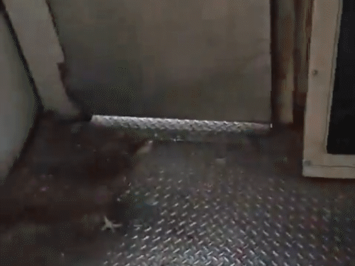 जम्मू-कश्मीर में चलती ट्रेन से टकराई चील:विंडस्क्रीन टूटी, लोकोपायलट घायल; अनंतनाग में ट्रेन रोककर चील को निकाला...VIDEO