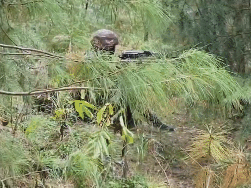 जम्मू-कश्मीर के कुपवाड़ा में दो आतंकी ढेर:घुसपैठ की कोशिश कर रहे थे; सर्च ऑपरेशन के दौरान सुरक्षाबलों पर फायरिंग की