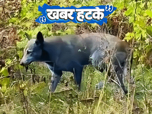 खबर हटके- शादी के दिन दुल्हनें सिर मुंडवा रहीं:कुत्ते अचानक नीले हो गए, वजह 40 साल पुराना हादसा; देखिए 5 रोचक खबरें