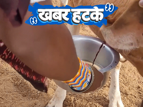 खबर हटके- जिंदा गायों का खून पी रहे लोग:समुद्र के अंदर इंसानों को बसाने की तैयारी, घर बनकर तैयार; देखिए 5 रोचक खबरें