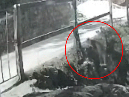 शिमला में रिहायशी कॉलोनी में घुसा तेंदुआ, VIDEO:भागते हुए CCTV में कैद; दहशत में लोग, 3 दिन पहले बच्चे पर हमला कर चुका