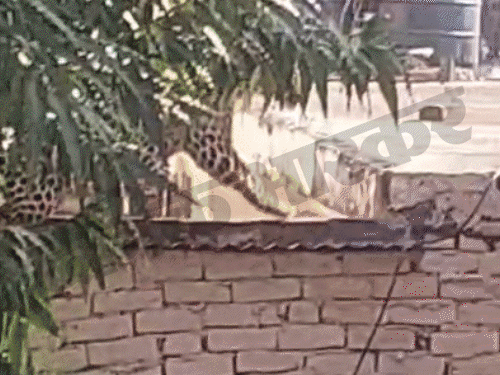 जयपुर में मंत्री के बंगले और स्कूल में घुसा लेपर्ड:बच्चे क्लासरूम में बंद, VVIP इलाके में 2 घंटे तक दीवार फांदता रहा तेंदुआ