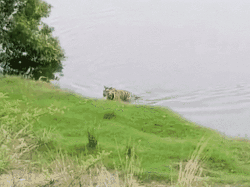 रात में नहीं देख सकेंगे टाइगर,MP में नाइट सफारी बंद:सुप्रीम कोर्ट के आदेश पर 1 दिसंबर से रोक; एडवांस बुकिंग का पैसा वापस होगा