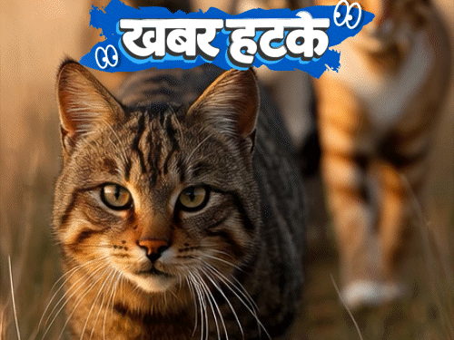 खबर हटके- 25 लाख बिल्लियों को खत्म करेगा न्यूजीलैंड:बालों से हीरे बनवा रहे लोग; महिला के अकाउंट से ₹4.5 लाख करोड़ निकले