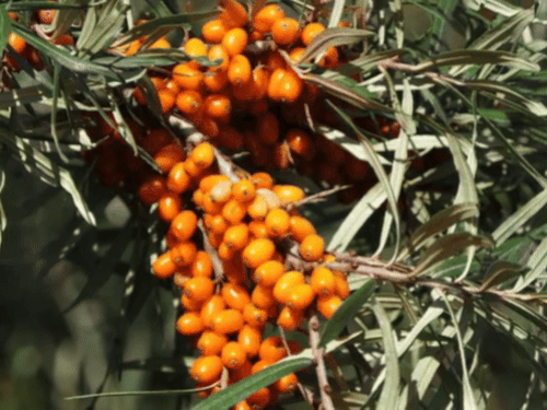 उत्तराखंड में बड़े स्तर पर सी बकथॉर्न का उत्पादन:हार्ट हेल्थ से लेकर कैंसर तक में फायदेमंद ये सुपरफूड, पिथौरागढ़ में 5,000 लीटर पल्प तैयार