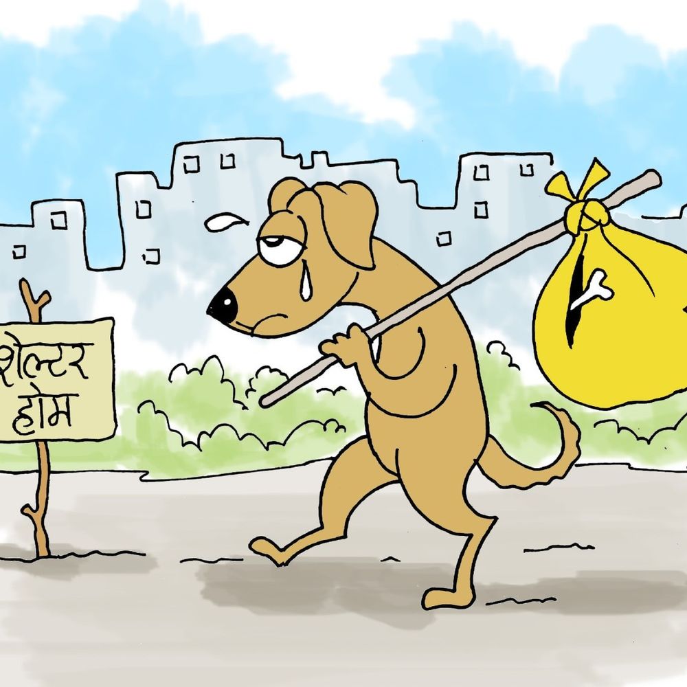 सुप्रीम कोर्ट का आदेश- स्कूल, अस्पताल से आवारा कुत्ते हटाएं:जहां से पकड़ें, नसबंदी के बाद वहीं न छोड़ें; हाईवे से आवारा जानवर भी हटाएं