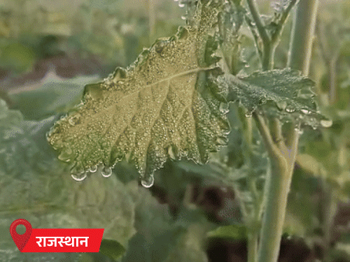 MP में शीतलहर, 24 शहरों में पारा 10° से कम:राजस्थान में सर्दी से राहत की संभावना; बद्रीनाथ-केदारनाथ में बर्फबारी की चेतावनी