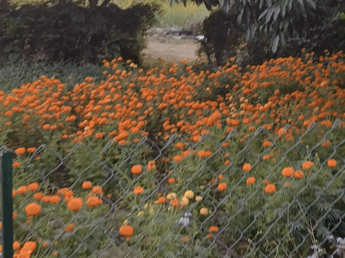 बारिश ना होने से परेशान उत्तराखंड के किसान:बढ़ती ठंड से फूलों-सब्जियों को नुकसान, उपज में 40% तक आ सकती है कमी