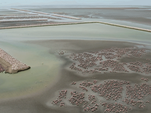 सात समंदर पार से आए लाखों 'फ्लेमिंगो' पक्षी:गुजरात में कच्छ का रण हुआ गुलाबी, इस बार रिकॉर्ड 3 लाख पहुंच सकती है इनकी संख्या