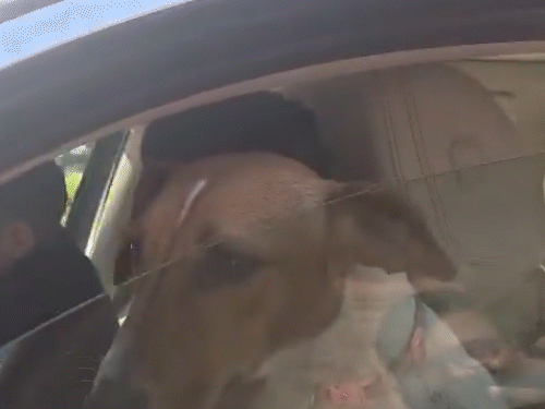 संसद परिसर में कुत्ता लेकर पहुंचीं कांग्रेस सांसद रेणुका चौधरी:बोलीं- ये काटता नहीं, काटने वाले संसद में; भाजपा ने आपत्ति जताई