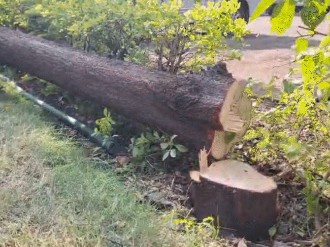 सरकार की ‘नाक के नीचे’ चोरी…विधानसभा में चंदन पेड़ काटे:हाई लेवल सिक्योरिटी जोन में वारदात; बदमाशों ने एक पेड़ गिराया, दो पर आरी चलाई