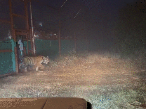 25 दिन तक 50 लोगों को छकाती रही थी बाघिन:4 हाथियों की मदद से काबू किया, 24 घंटे डॉक्टरों की निगरानी में