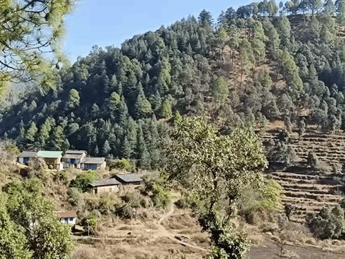 उत्तराखंड में जंगली जानवरों का आतंक, खेती छोड़ रहे किसान:दिन में बंदर रात में सूअर पहुंचा रहे नुकसान, पिथौरागढ़ में 16 हजार हेक्टेयर कृषि भूमि बंजर