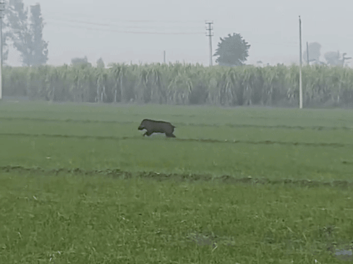 जालंधर में जंगली सुअर के शिकार का VIDEO:पहला फायर मिस, दूसरे में ढेर; 'चढ़ी जट्‌टू नूं जवानी' गाना लगा वीडियो इंस्टा पर डाला